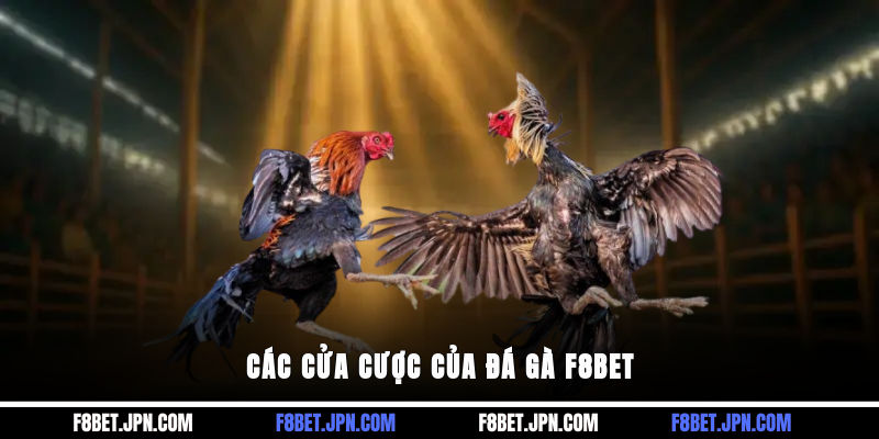 Các cửa cược của đá gà F8BET