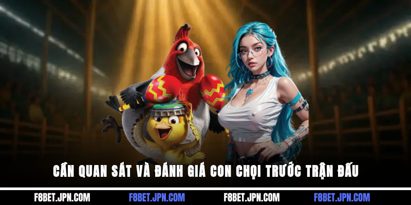 Cần quan sát và đánh giá con chọi trước trận đấu