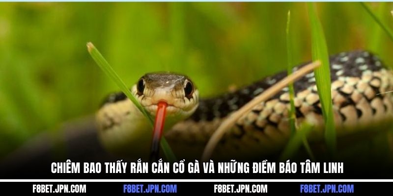 Chiêm bao thấy rắn cắn cổ gà và những điềm báo tâm linh