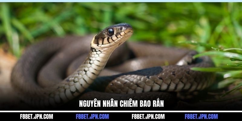 Nguyên nhân chiêm bao rắn